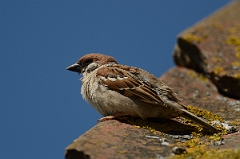 David Plant Photography - Wildlife Photography - Tree sparrow - K